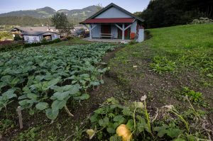 Täglich frisches Gemüse aus unserem Biogarten